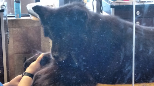 Pet Supply Store «PetSmart», reviews and photos, 420 Home Dr, Pittsburgh, PA 15275, USA