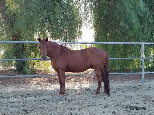 Horse boarding stable Murrieta