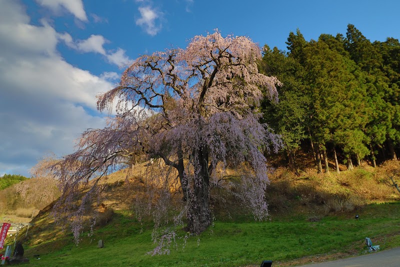 福田寺の糸桜