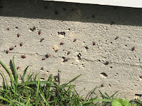 Arrow Termite & Pest Control - Shreveport - Photo 7 - Car repair in Shreveport, LA, Shreveport