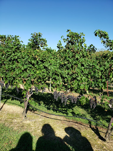 Winery «Auburn Road Vineyard & Winery», reviews and photos, 117 Sharptown, Pilesgrove, NJ 08098, USA