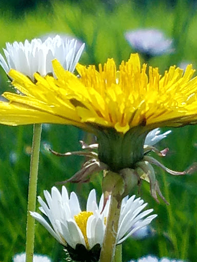 State Park «Dash Point State Park», reviews and photos, 5700 SW Dash Point Rd, Federal Way, WA 98023, USA