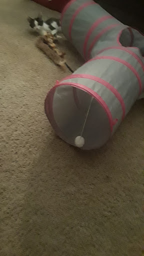 Pet Supply Store «Pet Valu», reviews and photos, 3558 Soldano Boulevard, Columbus, OH 43228, USA