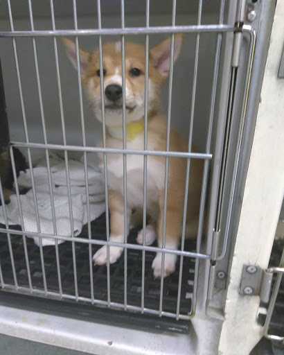 Pet Store «Just Puppies Inc», reviews and photos, 2004 Veirs Mill Rd, Rockville, MD 20851, USA