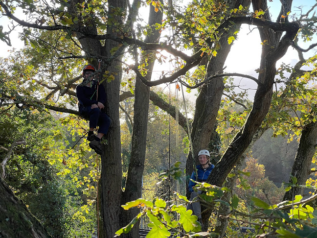 Reviews of Social Tree Climbers in Southampton - Event Planner