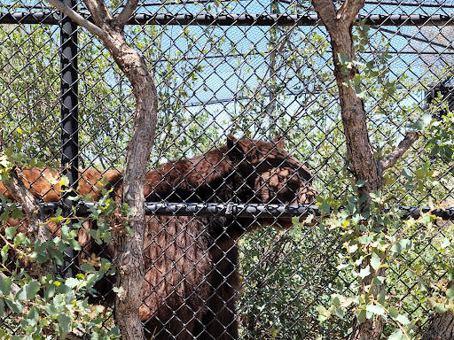 Zoo «Heritage Park Zoological Sanctuary», reviews and photos, 1403 Heritage Park Rd, Prescott, AZ 86301, USA