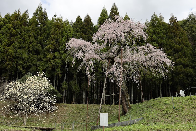 龍興寺のしだれ桜