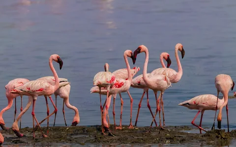 Sewri Mangrove Park image