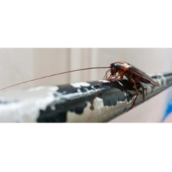 Reviews of Fantastic Pest Control Coventry in Leicester - Pest control service