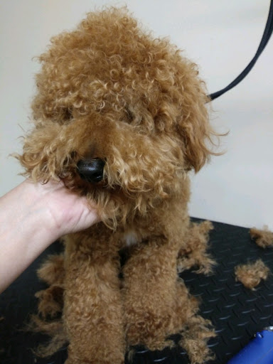 Pet Supply Store «EarthWise Pet Supply - Richardson», reviews and photos, 1310 W Campbell Rd #128, Richardson, TX 75080, USA