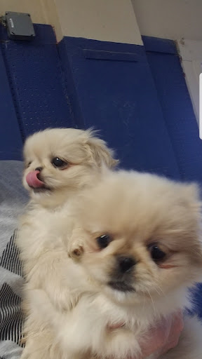 Pet Store «Puppy Palace», reviews and photos, 1250 US-130, Trenton, NJ 08638, USA