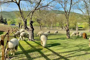 Alpaca Azerbaijan image