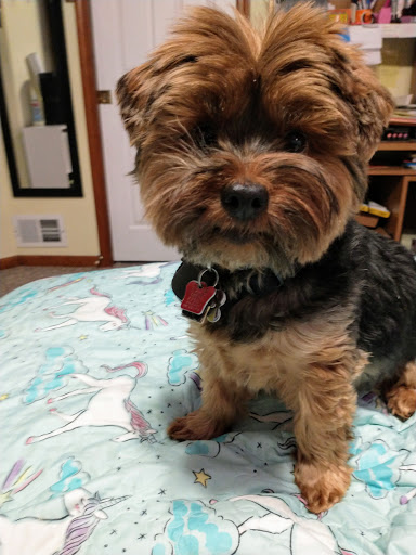 Pet Supply Store «Pet Supplies Plus», reviews and photos, 5348 Dixie Hwy, Waterford Twp, MI 48329, USA