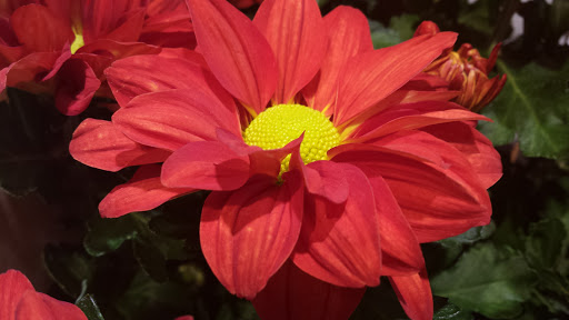 Grocery Store «Giant Food Stores», reviews and photos, 1465 W Broad St, Quakertown, PA 18951, USA