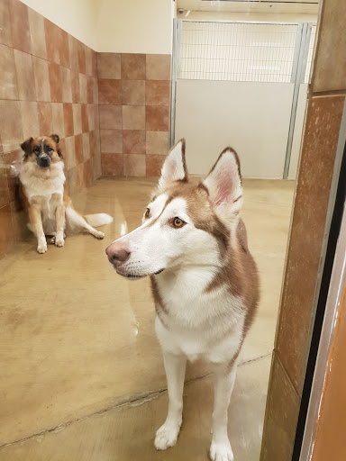 Pet Supply Store «PetSmart», reviews and photos, 19320 Nordhoff Way, Northridge, CA 91324, USA