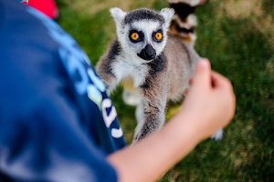 Lemur Park image