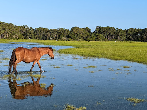 National Park «Assateague Island National Seashore», reviews and photos, 7206 National Seashore Ln, Berlin, MD 21811, USA