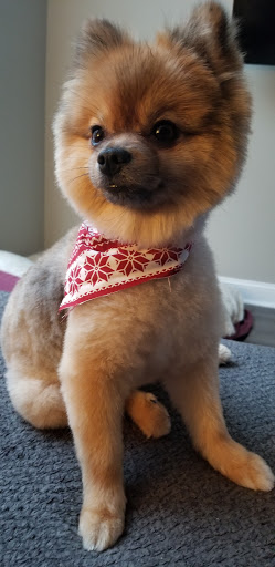 Pet Supply Store «Petco Animal Supplies», reviews and photos, 3060 Evans St #105, Greenville, NC 27834, USA