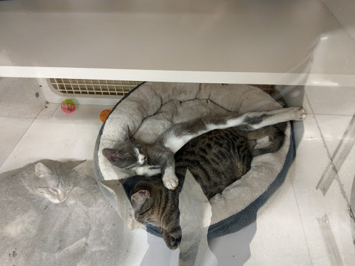 Pet Supply Store «Petco Animal Supplies», reviews and photos, 15895 Pines Blvd, Pembroke Pines, FL 33028, USA