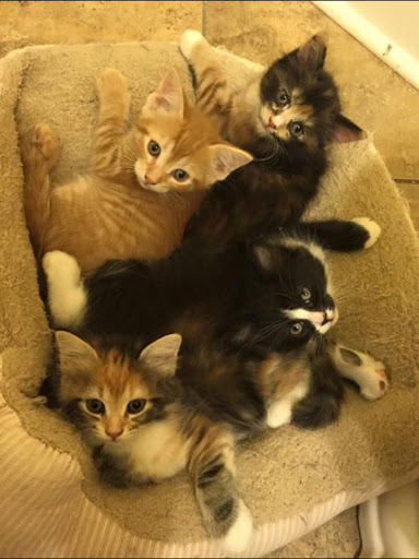 Pet Supply Store «PetSmart», reviews and photos, 1031 Beaver Creek Commons Dr, Apex, NC 27502, USA