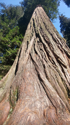 National Park «Redwood National and State Parks», reviews and photos