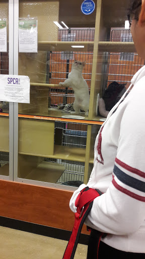 Pet Supply Store «PetSmart», reviews and photos, 2525 W Wheatland Rd, Dallas, TX 75237, USA