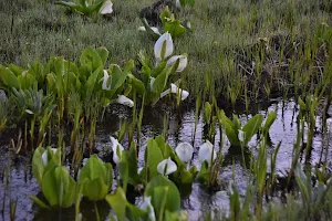 Ikegahara Marsh image