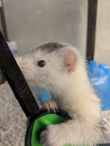 Pet Supply Store «Pet Supplies Plus», reviews and photos, 2471 E State St, Hermitage, PA 16148, USA