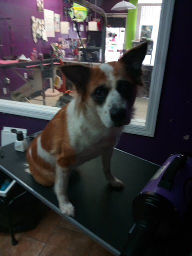 Pet Groomer «A Glamour Pet Grooming Spa», reviews and photos, 133 Elmora Ave, Elizabeth, NJ 07202, USA