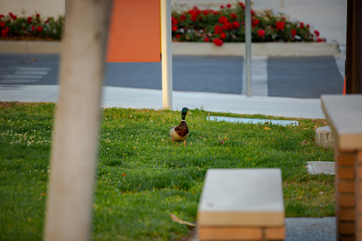California State University, Northridge image