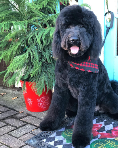 Pet Groomer «The Fetch House», reviews and photos, 130 W Washington St, Madison, GA 30650, USA