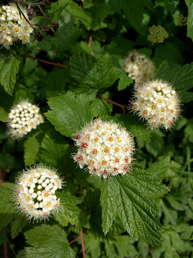 Park «Lake Boren Park», reviews and photos, 13058 SE 84th Way, Newcastle, WA 98056, USA