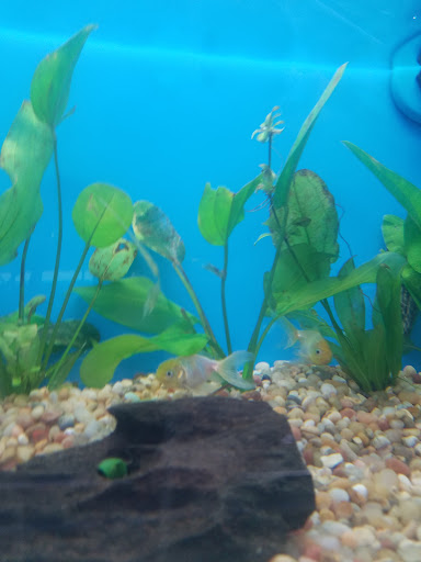 Pet Supply Store «Pet Supermarket», reviews and photos, 1746 E Silver Springs Blvd, Ocala, FL 34470, USA