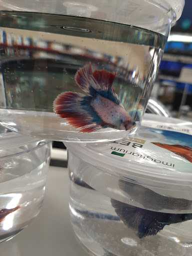 Pet Supply Store «Petco Animal Supplies», reviews and photos, 5239 Harvey St, Norton Shores, MI 49444, USA