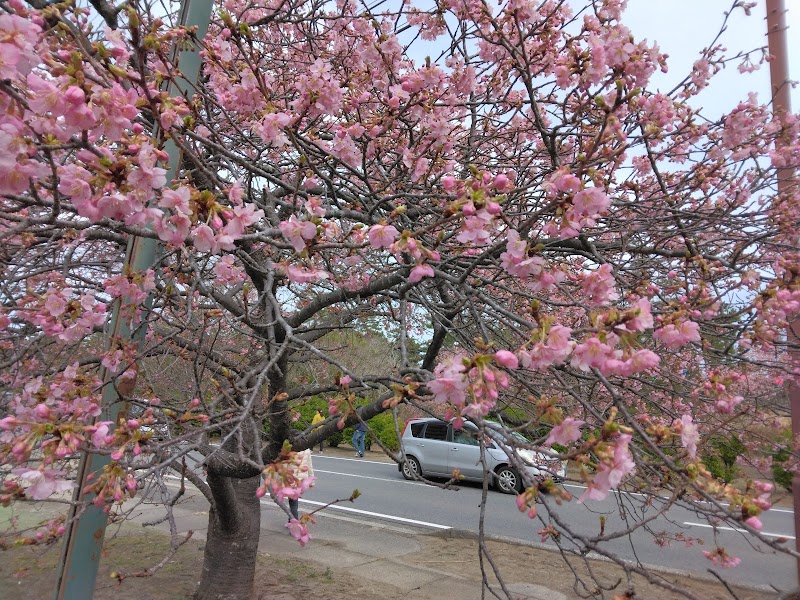 しらこ桜