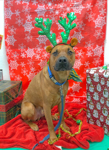 Pet Supply Store «PetSmart», reviews and photos, 2216 E Springs Dr, Madison, WI 53704, USA