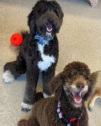 Grand Canine Hotel - Photo 5 - Car repair in Indianapolis, IN, Indianapolis