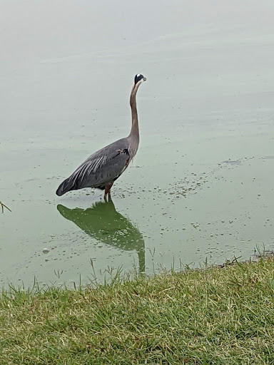 Golf Club «Lake Park Golf Club», reviews and photos, 6 Lake Park Rd, Lewisville, TX 75057, USA