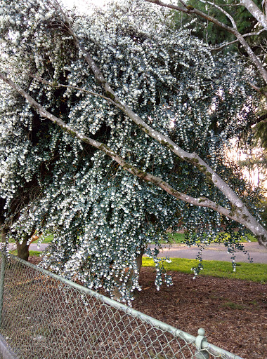 Park «Kenilworth Park», reviews and photos, SE Holgate Blvd & Southeast 34th Avenue, Portland, OR 97202, USA