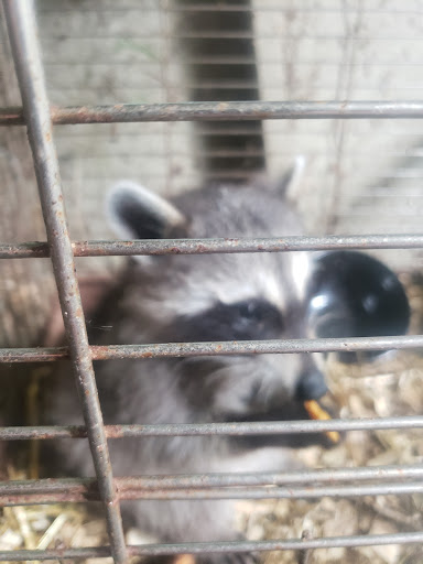 Zoo «Cricket Hollow Zoo», reviews and photos, 1512 210th St, Manchester, IA 52057, USA