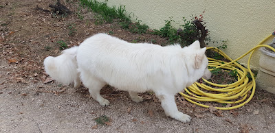 Esprit canin et compagnie à Samatan