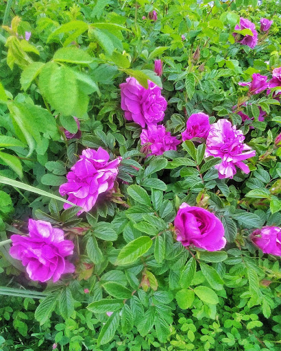 Park «Olympic Sculpture Park», reviews and photos, 2901 Western Ave, Seattle, WA 98121, USA