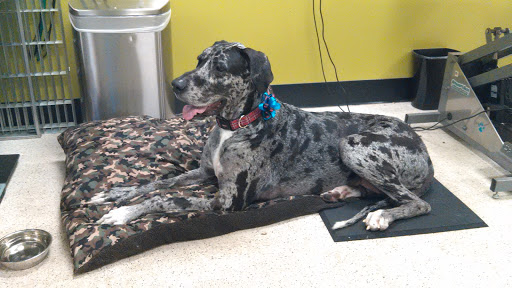 Pet Supply Store «Pet Club #128 Encanto», reviews and photos, 520 W McDowell Rd, Phoenix, AZ 85003, USA