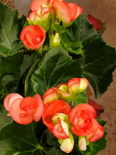 Grocery Store «Harmons», reviews and photos, 7755 700 E, Midvale, UT 84047, USA