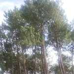 Photo n° 2 de l'avis de Cécile.i fait le 05/07/2017 à 06:55 pour Village vacances Le Lac Marin / Soustons à Soustons