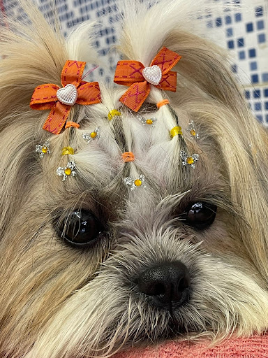 Logo da empresa - Pet Chic