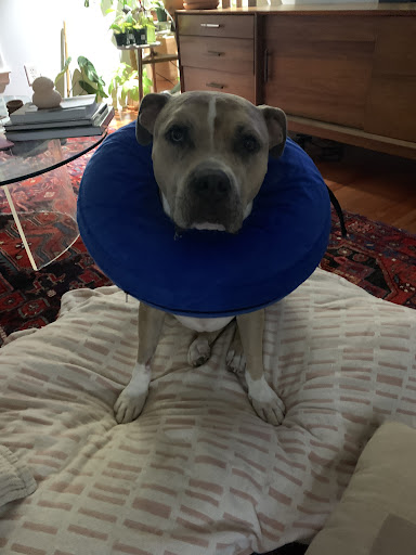 Pet Supply Store «Park Pet Supply Inc», reviews and photos, 479 Flat Shoals Ave SE # A, Atlanta, GA 30316, USA