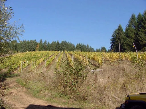 Winery «Helvetia Vineyards & Winery», reviews and photos, 23269 NW Yungen Rd, Hillsboro, OR 97124, USA