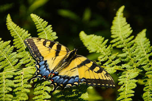 Nature Preserve «Strawberry Hill Nature Preserve», reviews and photos, 1537 Mt Hope Rd, Fairfield, PA 17320, USA