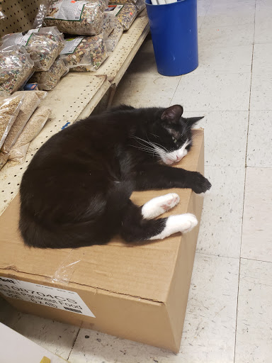 Pet Supply Store «Whiteway Pet Shop», reviews and photos, 950 Elizabeth Ave, Elizabeth, NJ 07201, USA